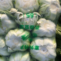 大白菜黄心白菜，无烧心，无虫眼，保质保量
