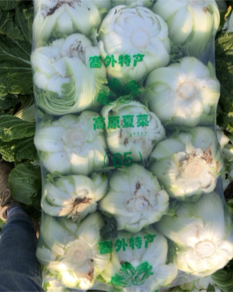 大白菜黄心白菜，无烧心，无虫眼，保质保量
