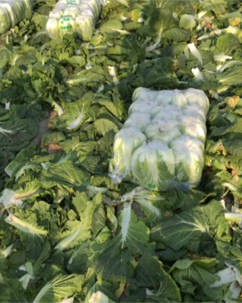 大白菜黄心白菜，无烧心，无虫眼，保质保量