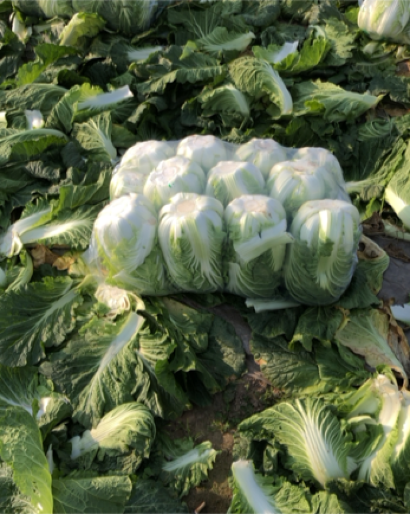 大白菜黄心白菜，无烧心，无虫眼，保质保量