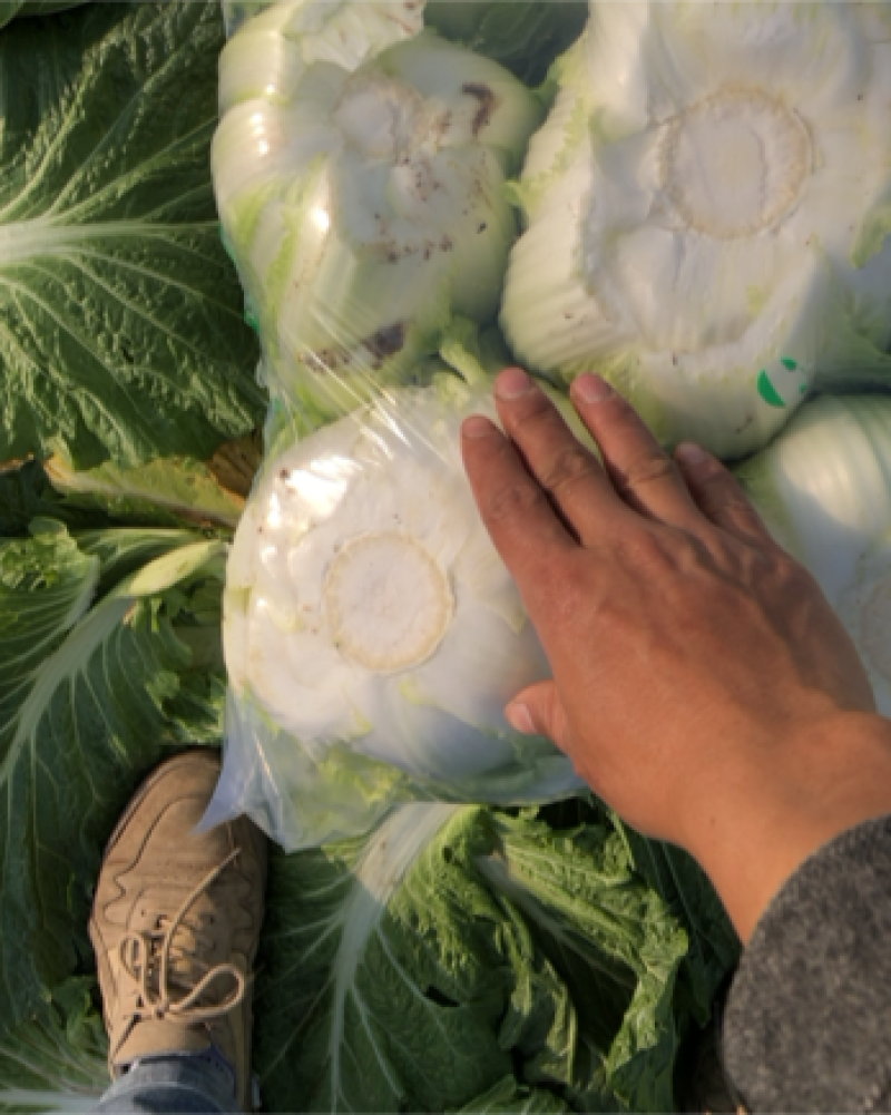 大白菜黄心白菜，无烧心，无虫眼，保质保量