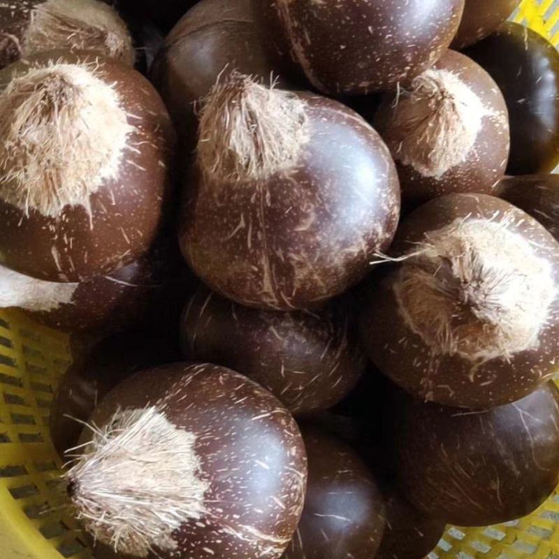 椰皇，厂家批发，一年四季供货，合适做炖品。