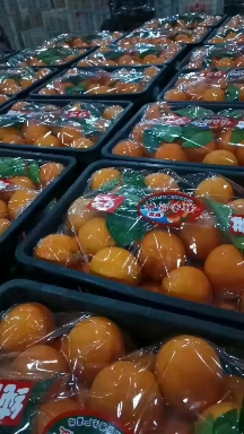 【精品】纽荷尔脐橙湖南脐橙爆甜多汁大量供应欢迎订购