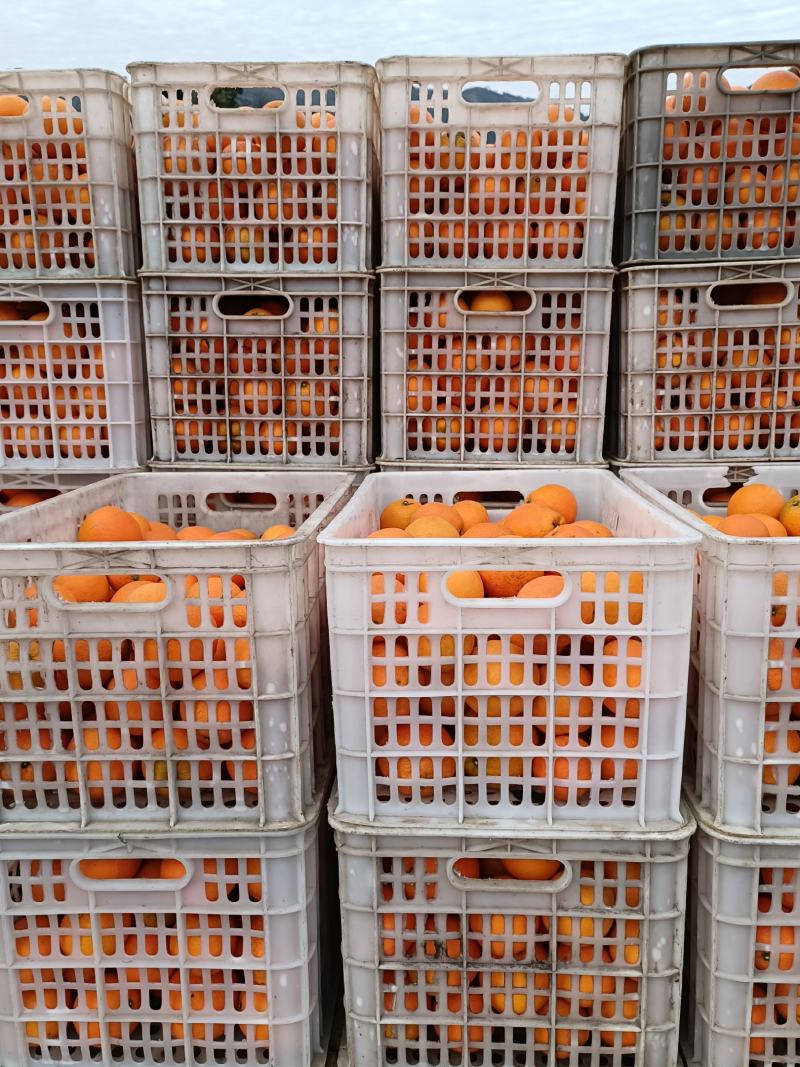 【精品】纽荷尔脐橙湖南脐橙爆甜多汁大量供应欢迎订购