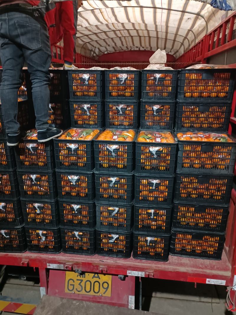 【精品】纽荷尔脐橙湖南脐橙爆甜多汁大量供应欢迎订购