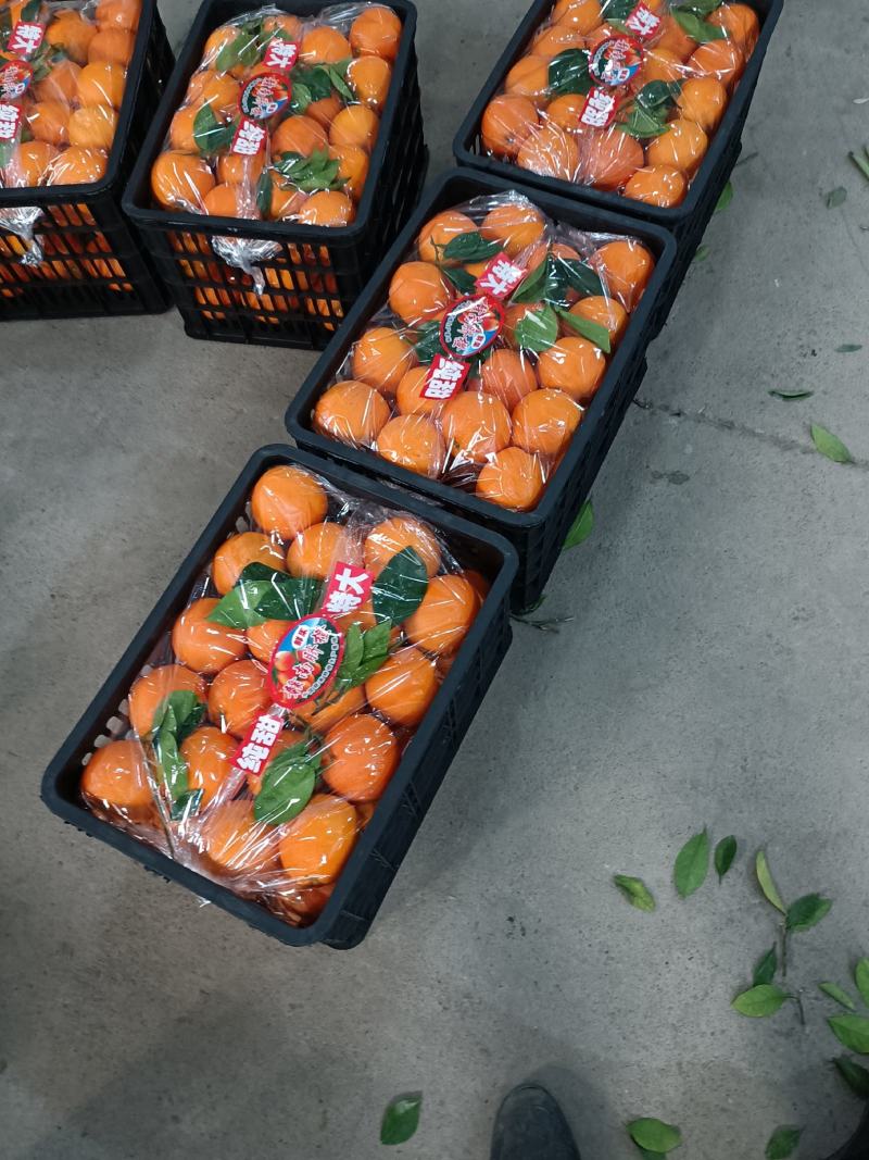 【精品】纽荷尔脐橙湖南脐橙爆甜多汁大量供应欢迎订购