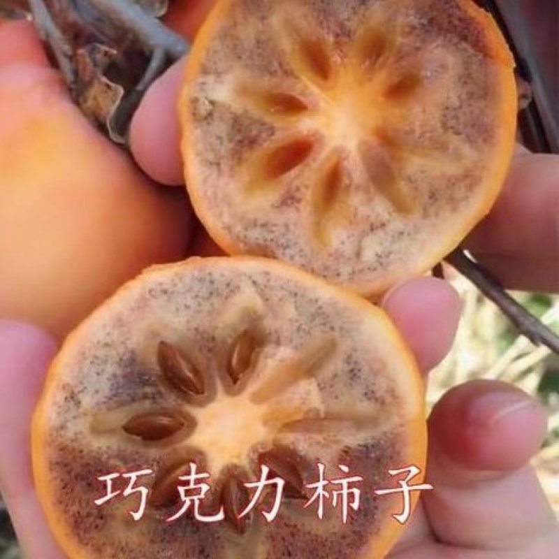 巧克力黑心柿子苗甜度高果实个头大包邮