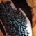 大量供应生芽黑豆黑豆苗黑豆扁粒黑豆芽菜黑豆。