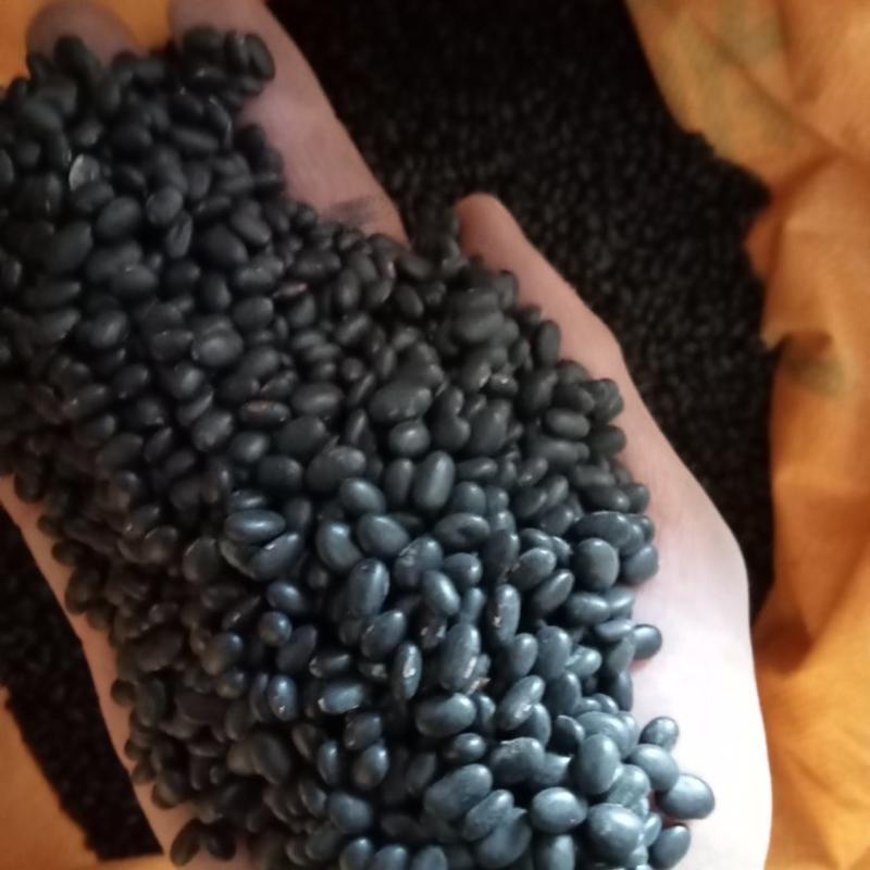 大量供应生芽黑豆黑豆苗黑豆扁粒黑豆芽菜黑豆。