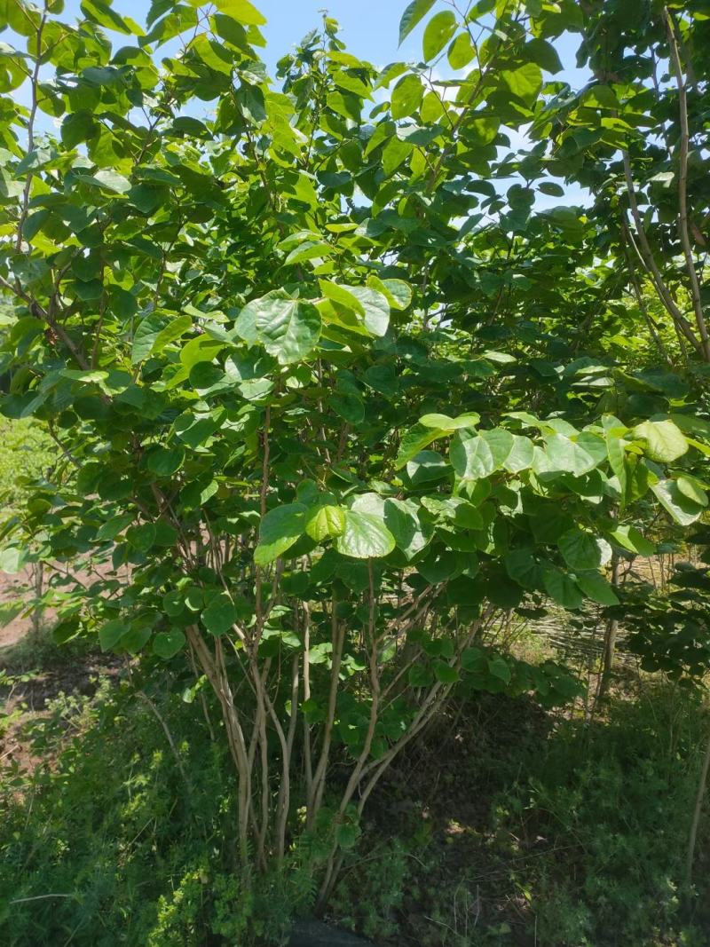 丛生紫荆江苏沭阳基地直供无中间商有需要联系