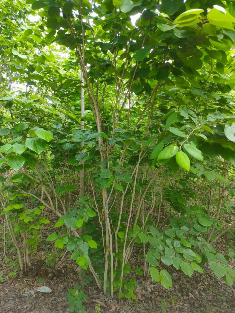 丛生紫荆江苏沭阳基地直供无中间商有需要联系