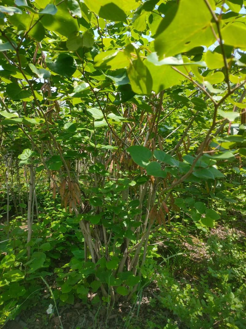 丛生紫荆江苏沭阳基地直供无中间商有需要联系