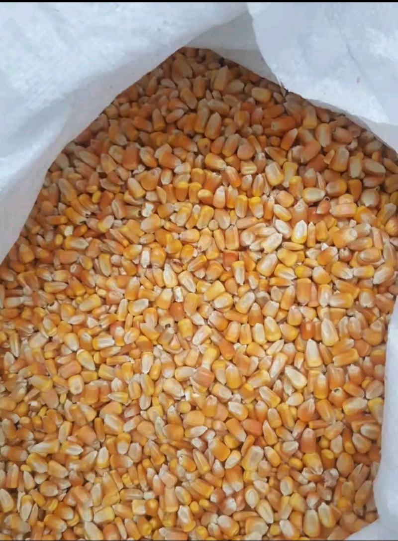 山西玉米优质色选玉米，烘干自然干玉米全国可发货，火车汽运
