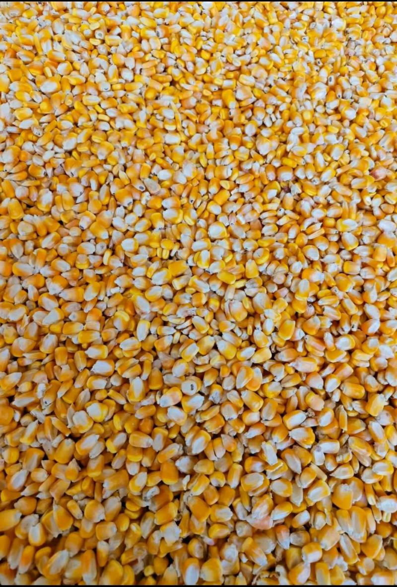 山西玉米优质色选玉米，烘干自然干玉米全国可发货，火车汽运