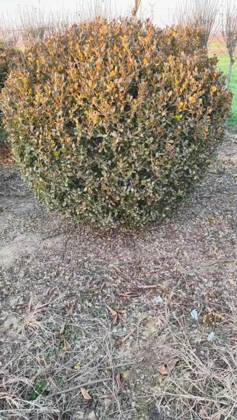 瓜子黄杨球沭阳基地直供无中间商有需要的联系我！