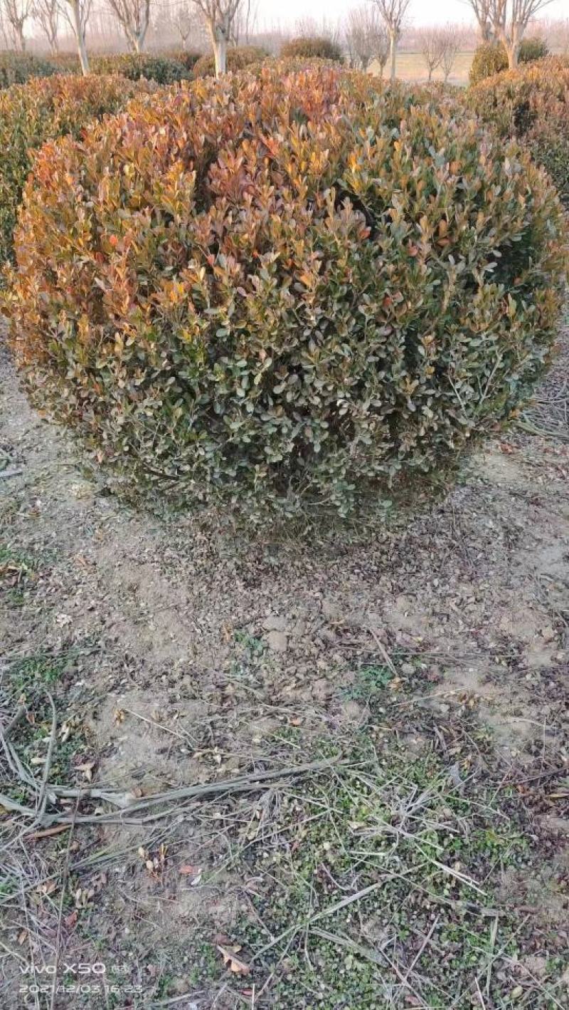 瓜子黄杨球沭阳基地直供无中间商有需要的联系我！