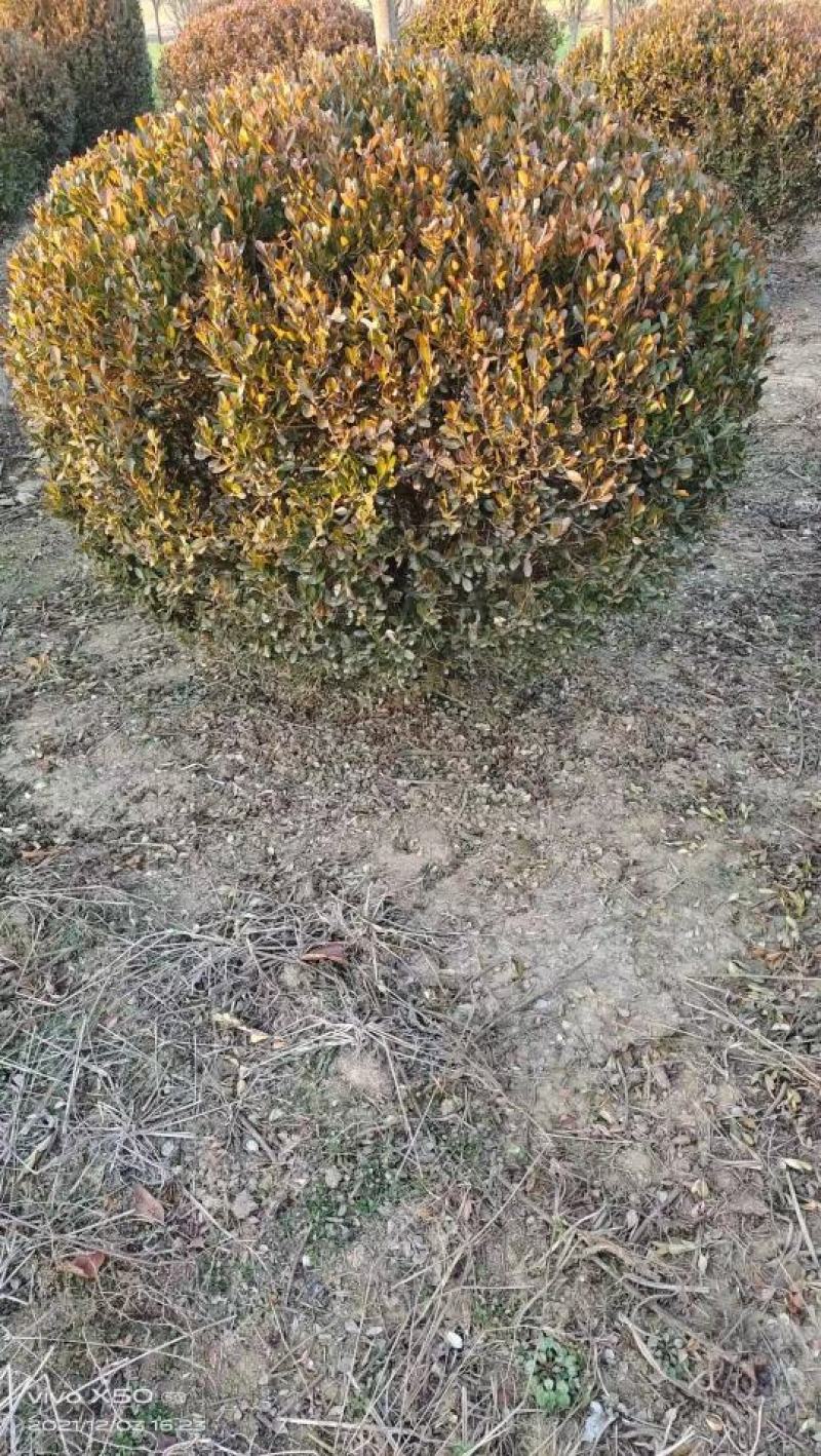 瓜子黄杨球沭阳基地直供无中间商有需要的联系我！