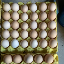 常年提供精品粉蛋黄心中码蛋小码蛋普通蛋都有
