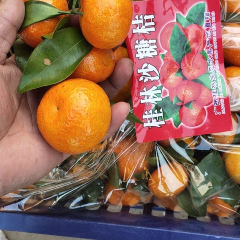 广西沙糖桔开始需要的联系