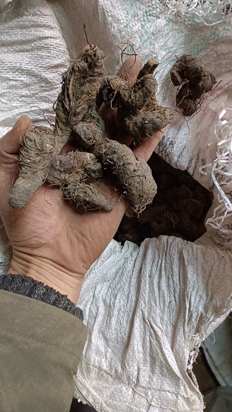 紫参，拳参，干净，不带毛