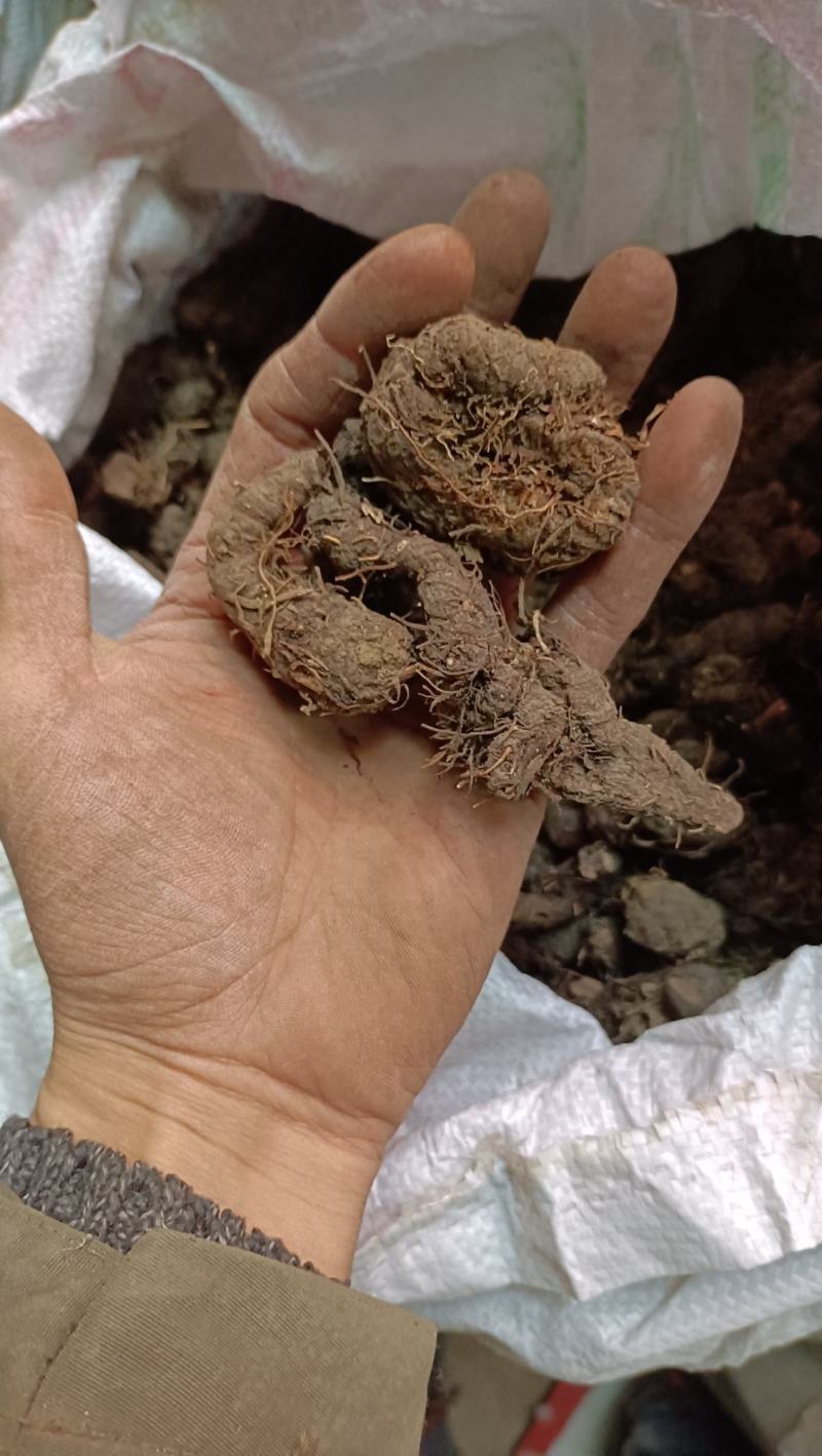 紫参，拳参，干净，不带毛