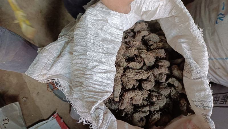 紫参，拳参，干净，不带毛