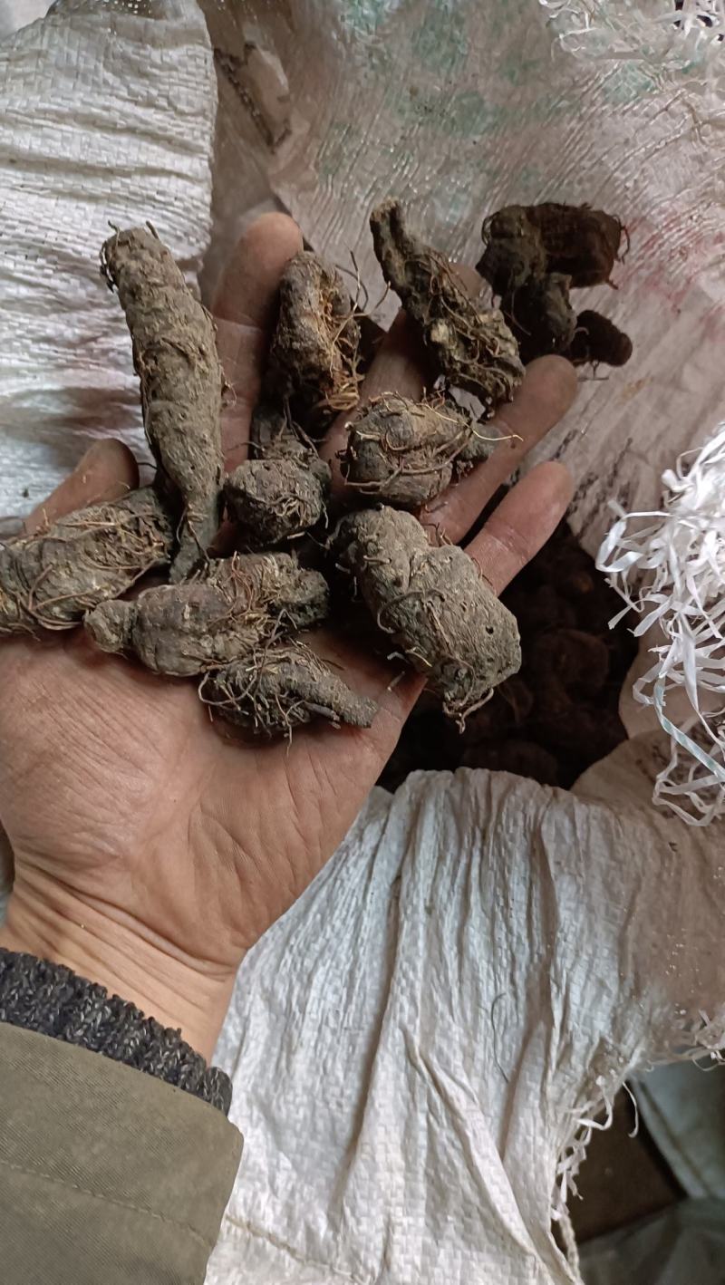 紫参，拳参，干净，不带毛
