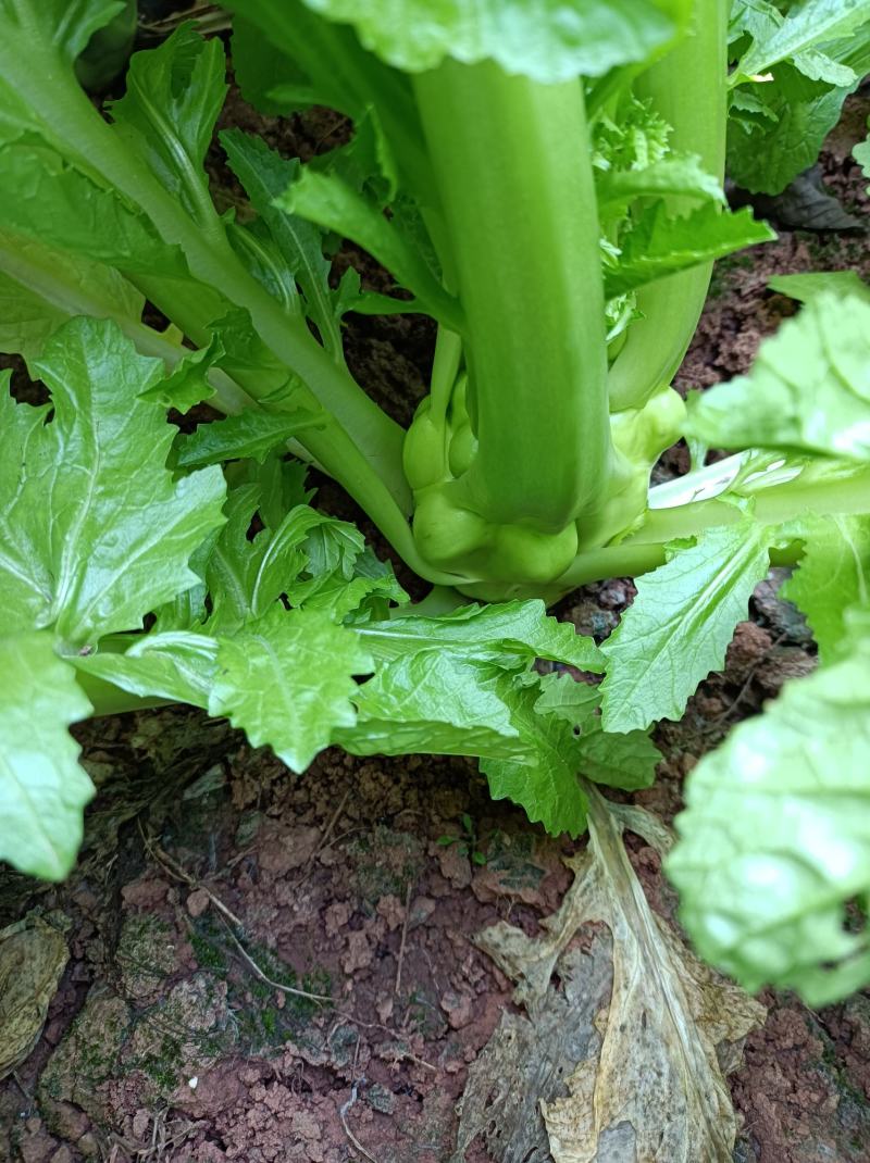 中熟榨菜上市了