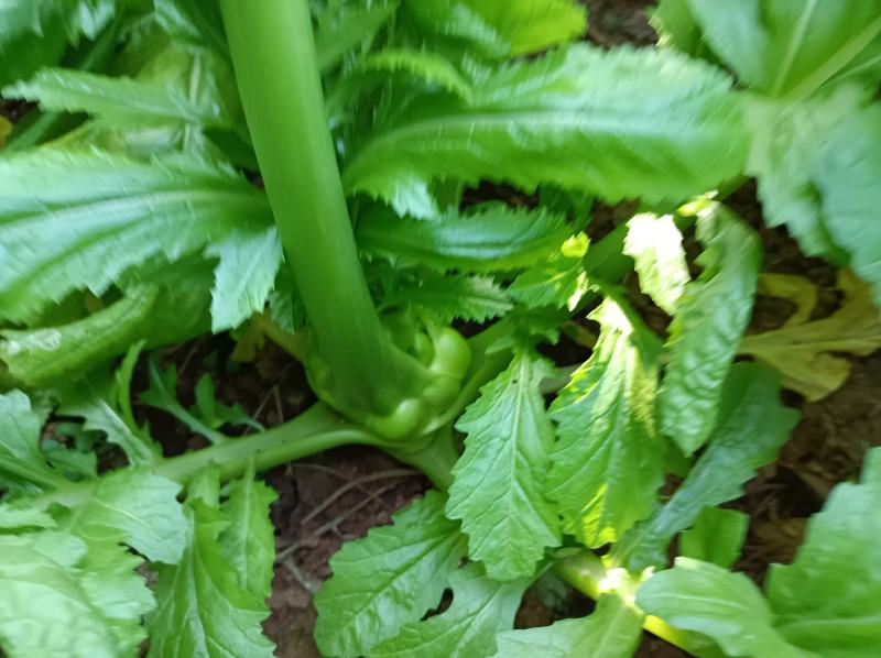中熟榨菜上市了