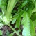 中熟榨菜上市了