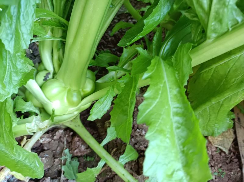中熟榨菜上市了
