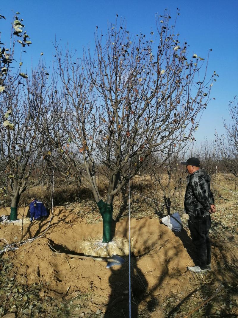 16公分八棱海棠17公分八棱海棠树原产地供货