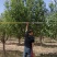 16公分八棱海棠17公分八棱海棠树原产地供货