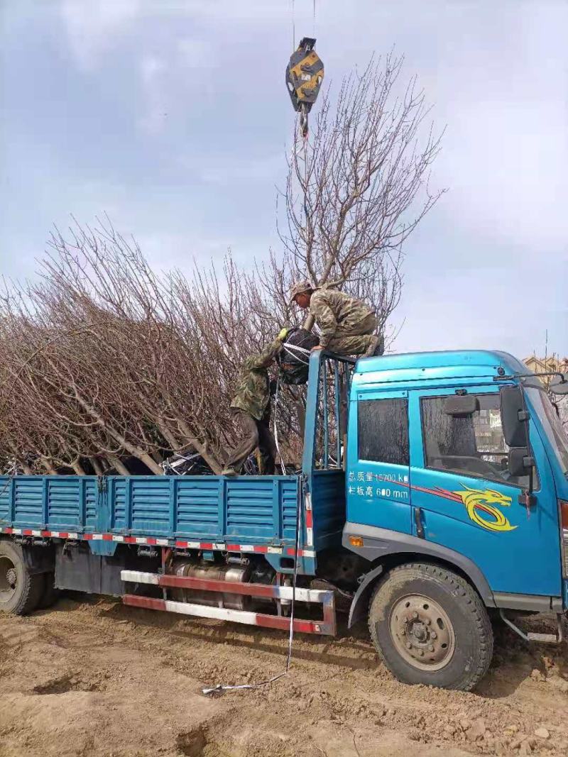 9公分八棱海棠树11公分八棱海棠树原产地供货