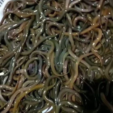 成活率高。。。