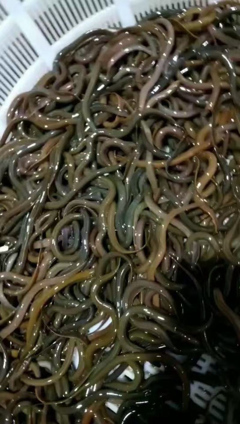 成活率高。。。