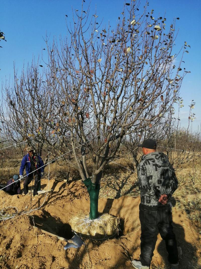 7公分八棱海棠树8公分八棱海棠树原产地供货