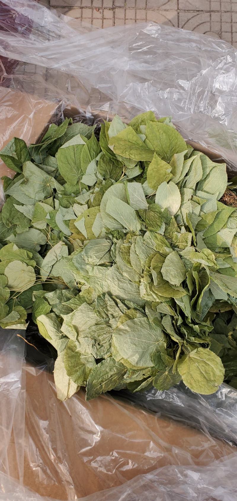 【精品】河北淫羊藿精选去根净叶多规格品质保证量大优惠