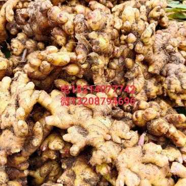 云南小黄二黄姜普洱茶预售