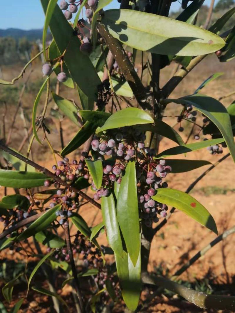 土茯苓种子