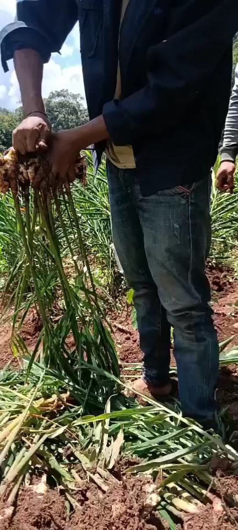 云南小黄二黄姜普洱茶预售