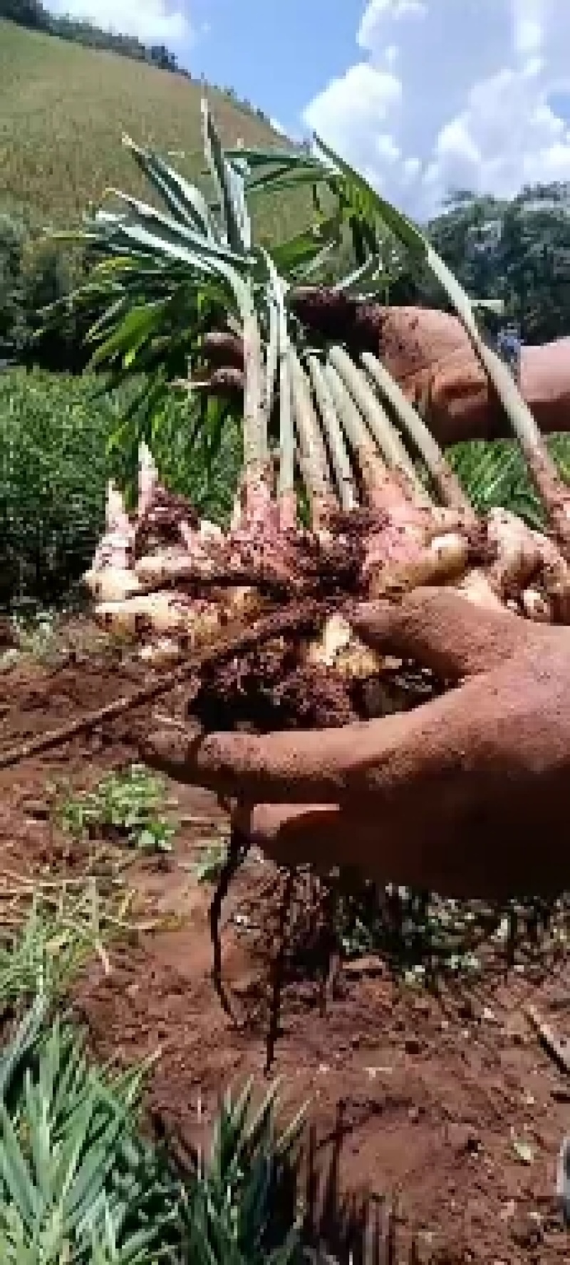 云南小黄二黄姜普洱茶预售