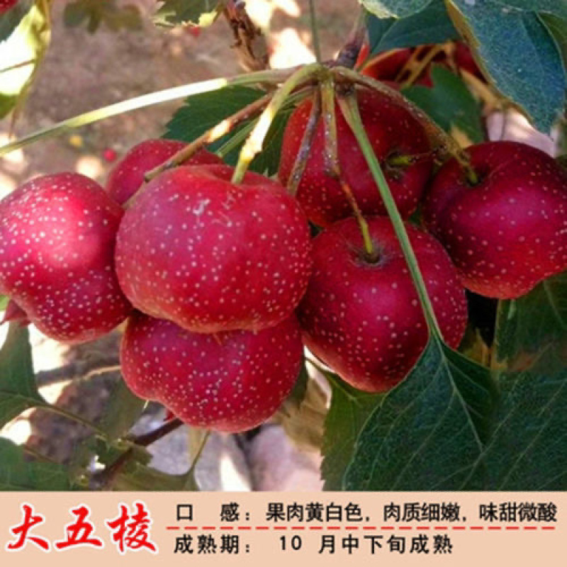 山楂苗山东大果大金星山楂苗新品种山楂树苗果树苗包对版