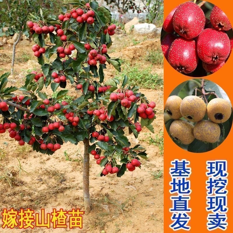 山楂苗山东大果大金星山楂苗新品种山楂树苗果树苗包对版