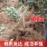 山楂苗山东大果大金星山楂苗新品种山楂树苗果树苗包对版