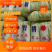 河南安阳娃娃菜，大量现货，产地直销品质保证