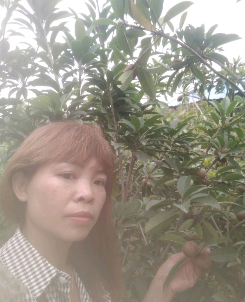 广西灵山人心果苗售后送技术大量上市中欢迎采购