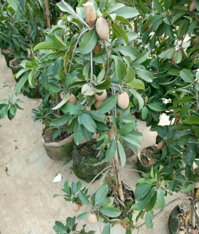 广西灵山人心果苗售后送技术大量上市中欢迎采购
