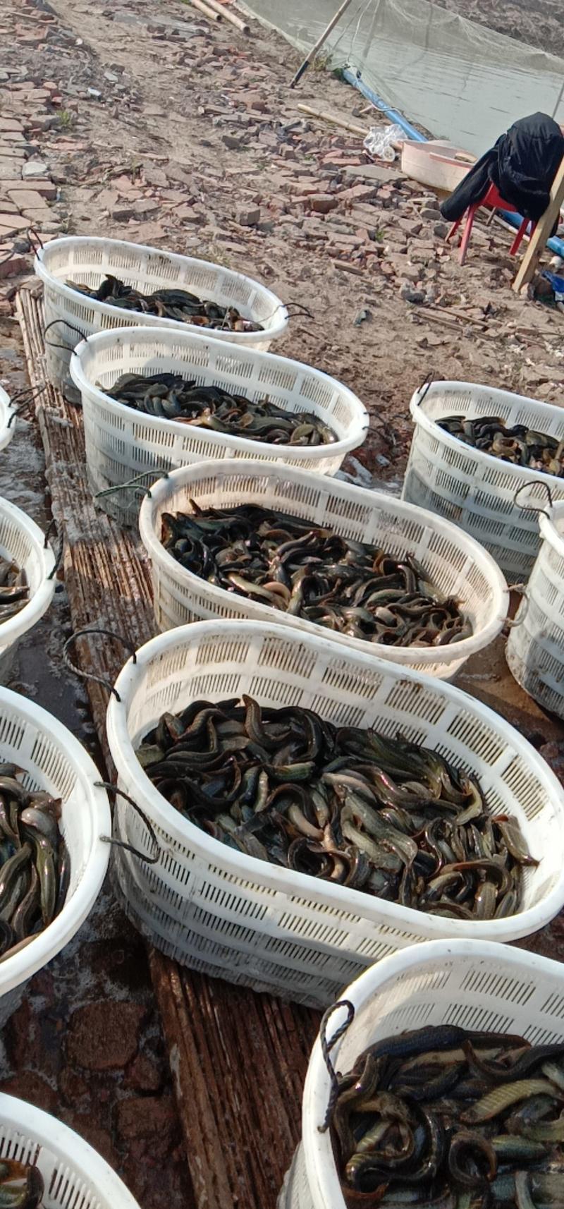 本地养殖台湾泥鳅，一手货源，质量好，规格齐全。批零兼营。