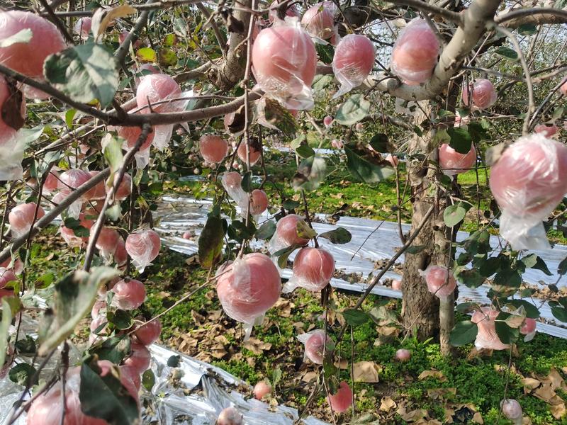山西运城膜袋红富士苹果自产自销农家产品